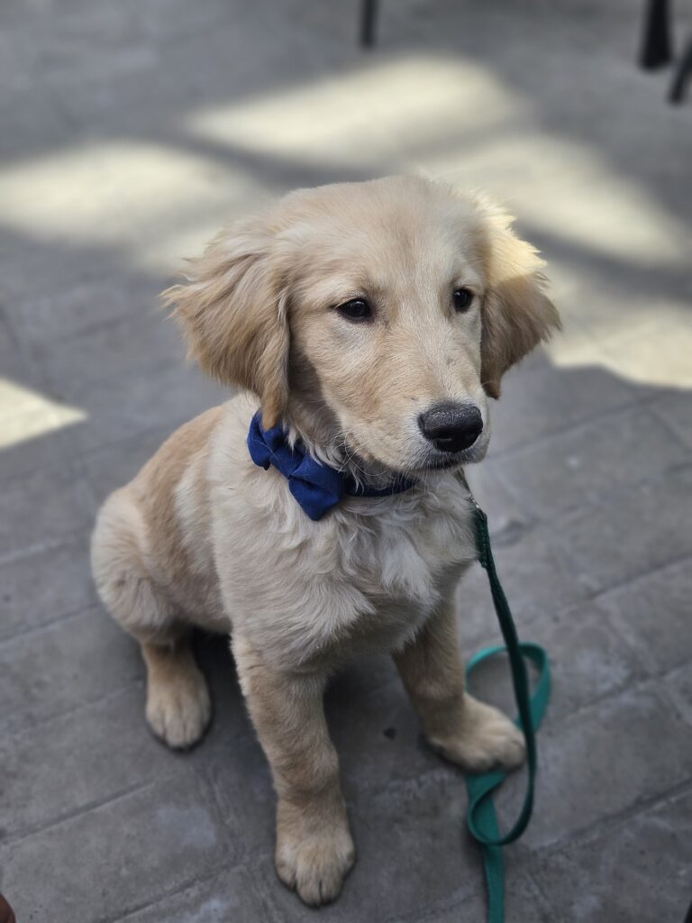 cachorro sentado en un terrasa