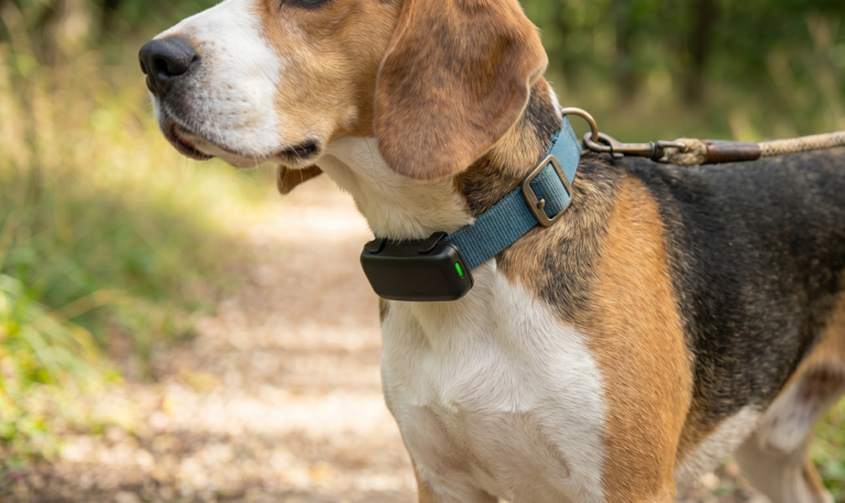 Perro con collar GPS bien ajustado y cómodo