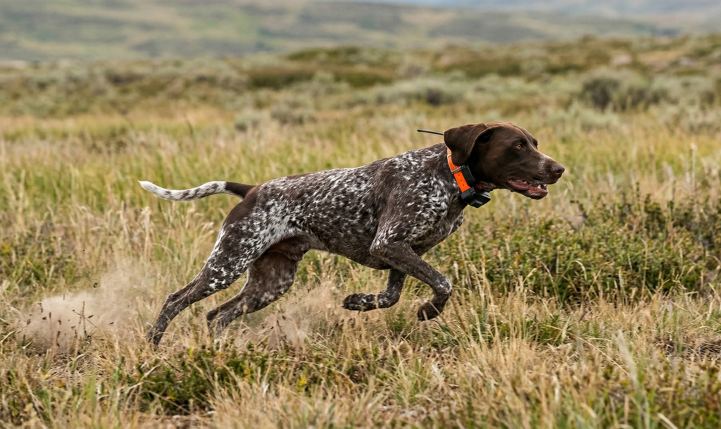 Perro de caza corriendo con GPS en terreno abierto