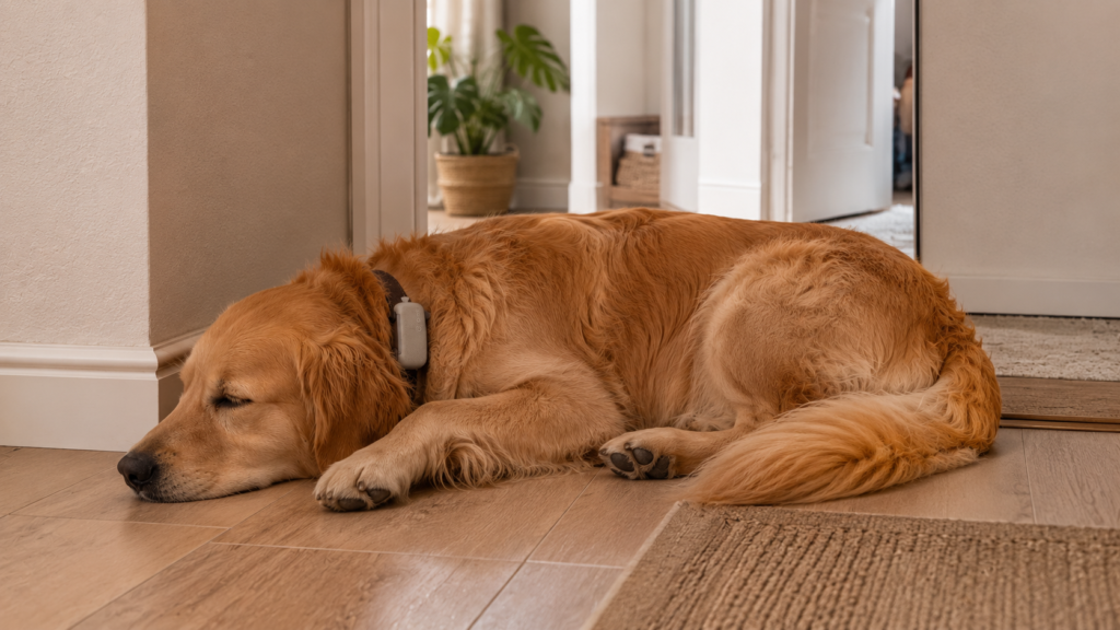 Golden retriever con Tractive DOG 6 durante una prueba en interiores