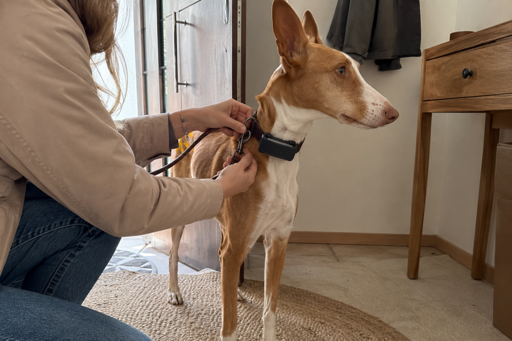 Perro con GPS en el collar en una escena cotidiana relacionada con el uso continuado del Tractive
